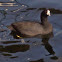 American Coot