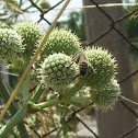 Abeja