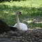 Mute Swan