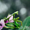 Praying Mantis