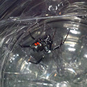 American black widow (viuda negra capulina)