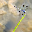 Four-spotted Pennant