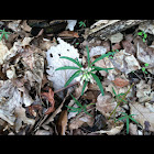 Cut-leaf Toothwort
