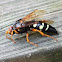 Eastern Cicada Killer