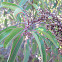 Laurel Sumac