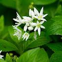 wild Garlic/Ramsons