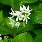 wild Garlic/Ramsons