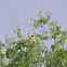 Baltimore Oriole (male)