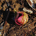 Skunk Cabbage (Polecat weed / Swamp cabbage)