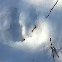 Moose track