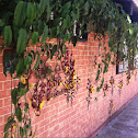 Thunbergia, Indian Clock Vine