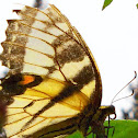 Eastern Tiger Swallowtail