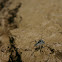 Araña