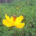 Yellow  honey  bee