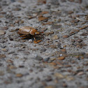 Grapevine Beetle