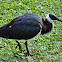 Straw Necked Ibis