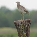 Upland Sandpiper