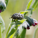 Oxythyrea funesta