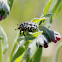 Oxythyrea funesta