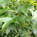 Sweetgum