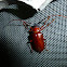Longhorn Beetle