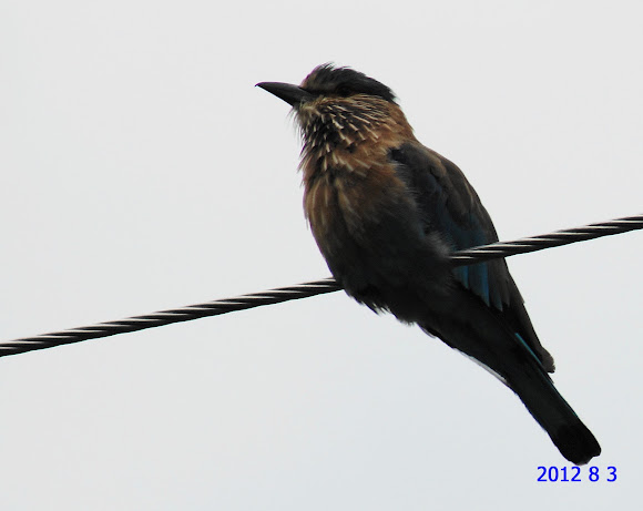 Spotting Image 1