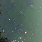 Ontario carps