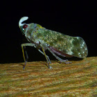 Lantern Bug