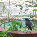Oriental Magpie Robin