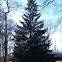 Douglas fir