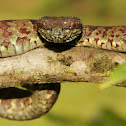 Malabar Pit Viper
