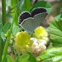 Gray Hairstreak