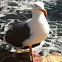 Seagull