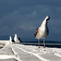 Kelp gull