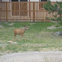  Deer
