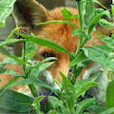 Red Fox (vixen)
