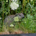 Groundhog