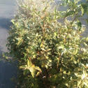 Variegated silverberry - eleagno
