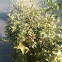 Variegated silverberry - eleagno