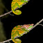 Chameleon