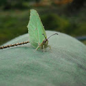 Brimstone Butterfly