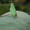 Brimstone Butterfly
