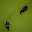 Black Swan