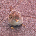House Sparrow