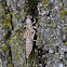 Remains of Dragon Fly nymph