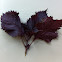 Purple Shiso