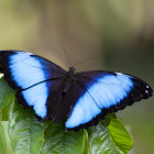 Morpho Butterfly