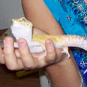 Leopard Gecko