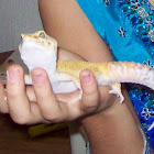 Leopard Gecko