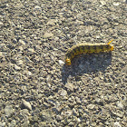 Caterpillar